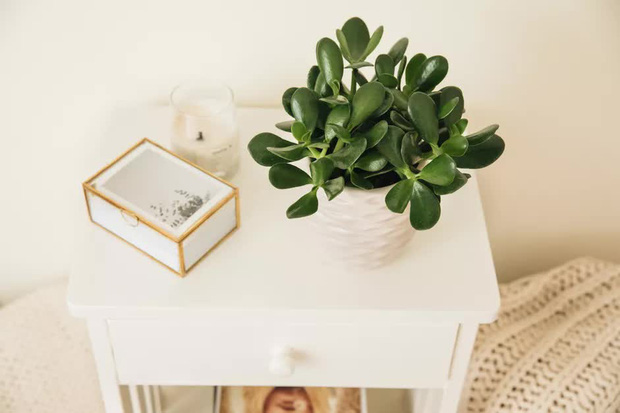 Nếu không đặt hoa trên bàn thờ, các gia chủ có thể đặt 6 loại cây may mắn này để vạn sự hanh thông, tiền bạc ùa vào như vũ bão-6