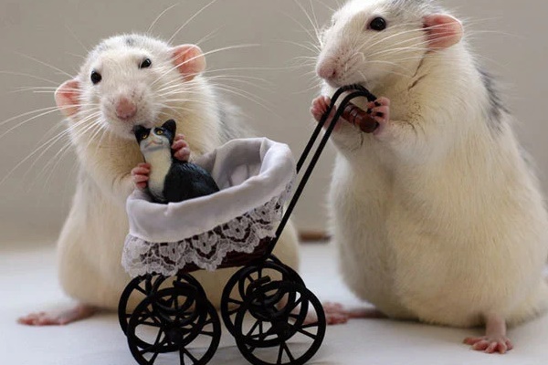 Trời ban phúc lộc: 3 con giáp sự nghiệp vụt sáng, tiền của đầy nhà trong vòng 5 năm tới-2