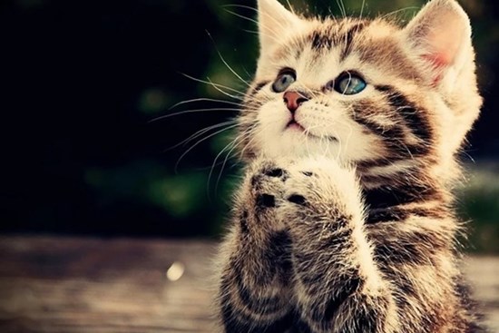 Tháng 2 âm lịch: 3 con giáp có tài vận cực tốt, đường công danh bay bổng như diều gặp gió