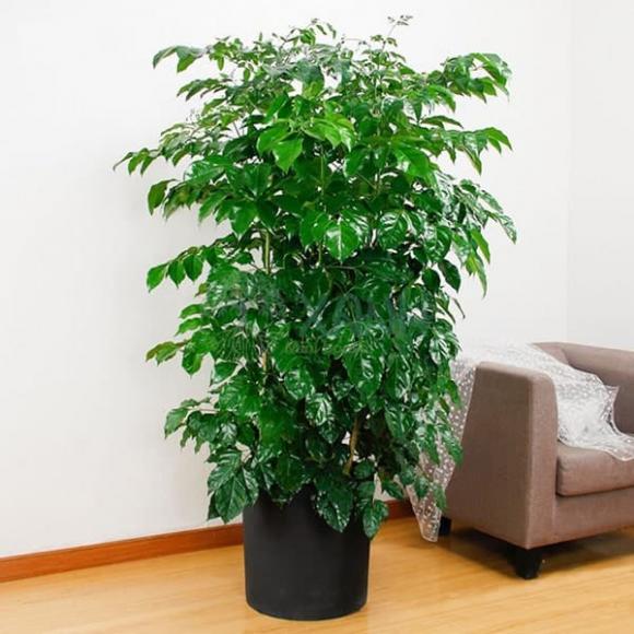 Có những cây may mắn” này trong phòng khách thì chín trong mười gia đình sẽ giàu có, sung túc-3