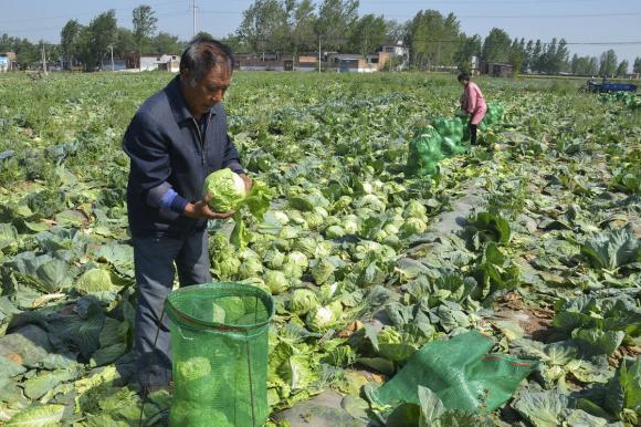 Khi mua bắp cải, nên chọn cái nào giữa lỏng và chặt? Lời khuyên của lão nông dân sẽ giải thích tất cả thắc mắc-1