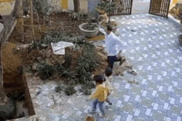Khoảnh khắc cây lớn bất ngờ đổ xuống sân, suýt đè trúng 2 đứa trẻ đang chơi