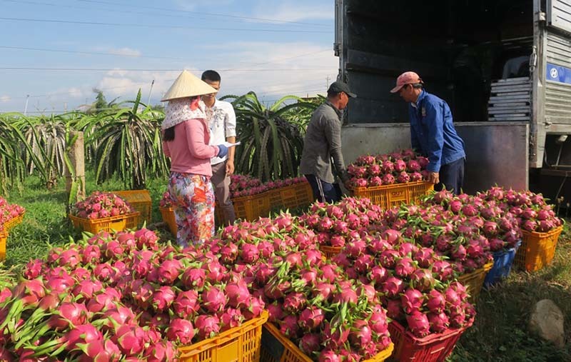 Siêu thực phẩm 650 nghìn/kg ở châu Âu, Việt Nam có 1,4 triệu tấn chỉ 3 nghìn/kg-2
