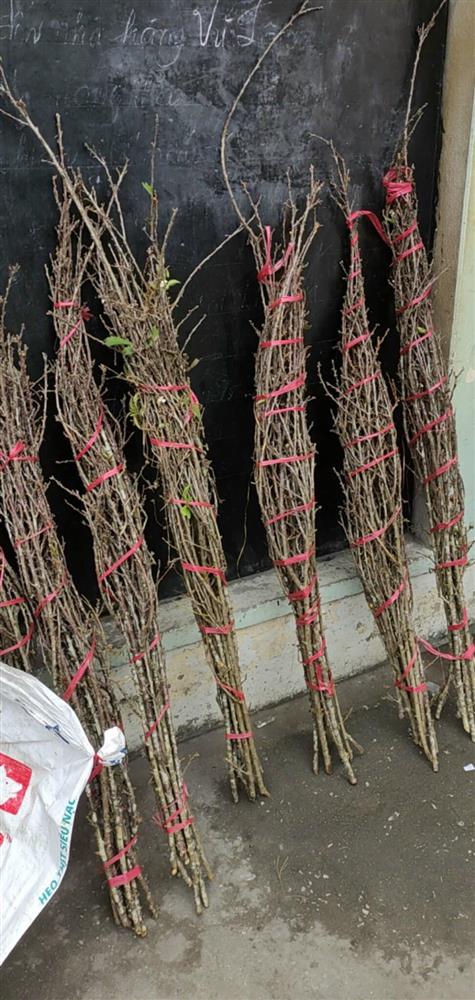 Cành củi khô bung nở hoa trắng muốt khoe sắc, chị em tấp nập đặt mua vì giá rẻ nhưng chiêm nghiệm được nhiều thứ trong cuộc sống-2