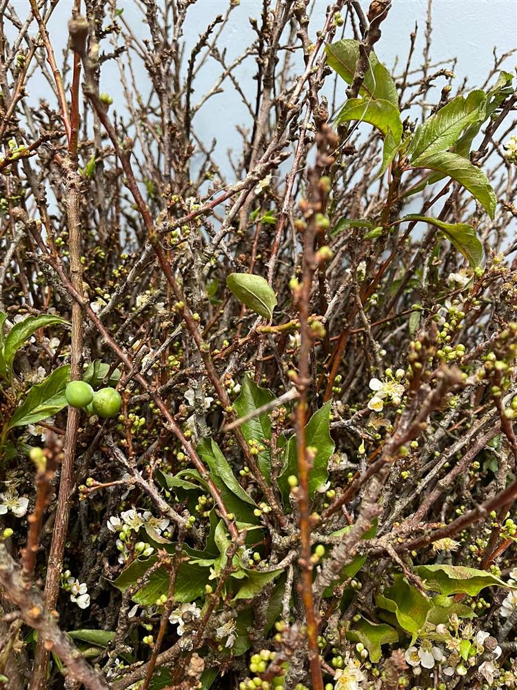 Cành củi khô bung nở hoa trắng muốt khoe sắc, chị em tấp nập đặt mua vì giá rẻ nhưng chiêm nghiệm được nhiều thứ trong cuộc sống-3