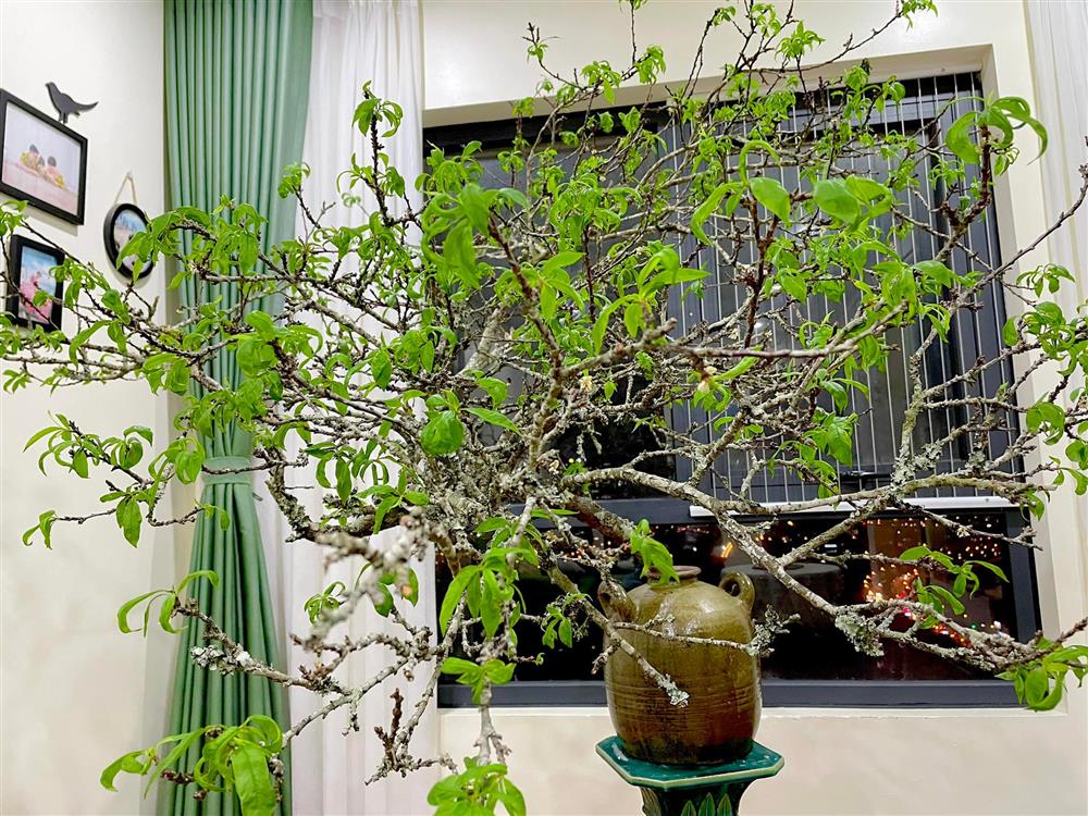 Cành củi khô bung nở hoa trắng muốt khoe sắc, chị em tấp nập đặt mua vì giá rẻ nhưng chiêm nghiệm được nhiều thứ trong cuộc sống-5