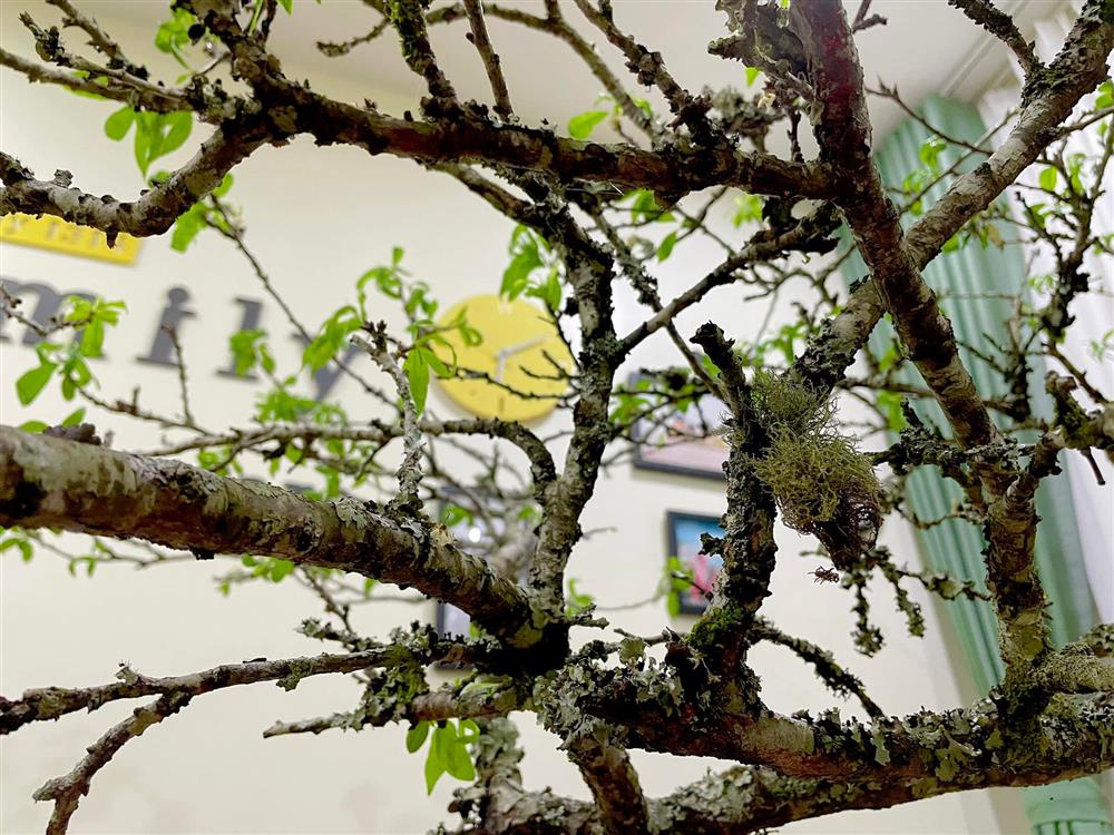 Cành củi khô bung nở hoa trắng muốt khoe sắc, chị em tấp nập đặt mua vì giá rẻ nhưng chiêm nghiệm được nhiều thứ trong cuộc sống-6