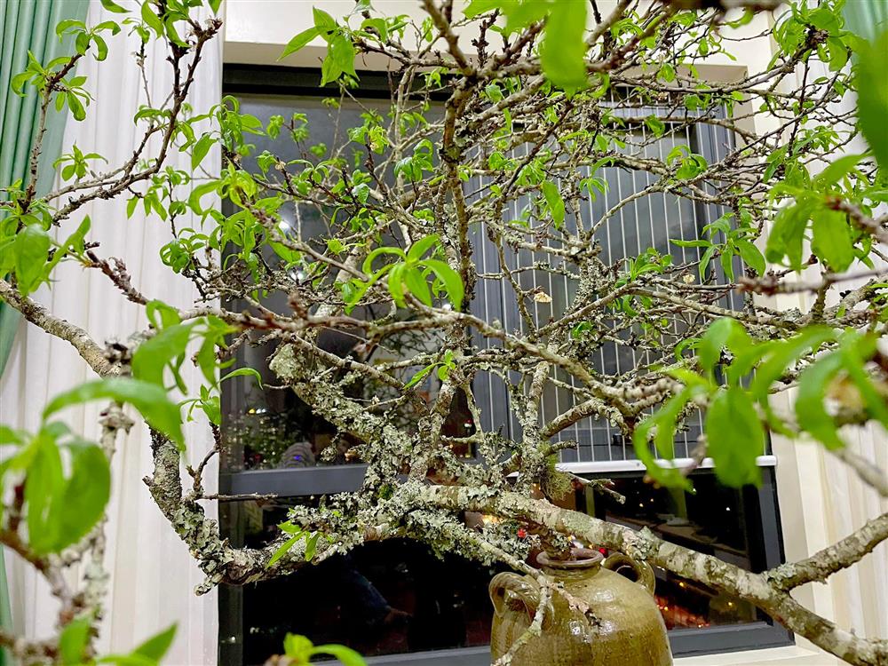 Cành củi khô bung nở hoa trắng muốt khoe sắc, chị em tấp nập đặt mua vì giá rẻ nhưng chiêm nghiệm được nhiều thứ trong cuộc sống-7