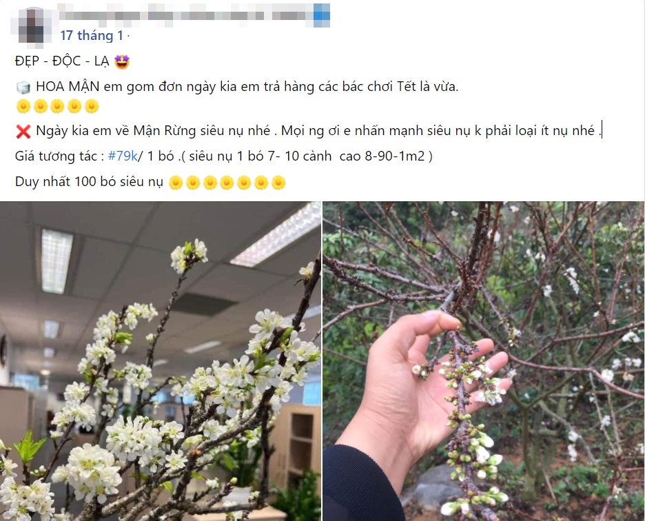 Cành củi khô bung nở hoa trắng muốt khoe sắc, chị em tấp nập đặt mua vì giá rẻ nhưng chiêm nghiệm được nhiều thứ trong cuộc sống-8