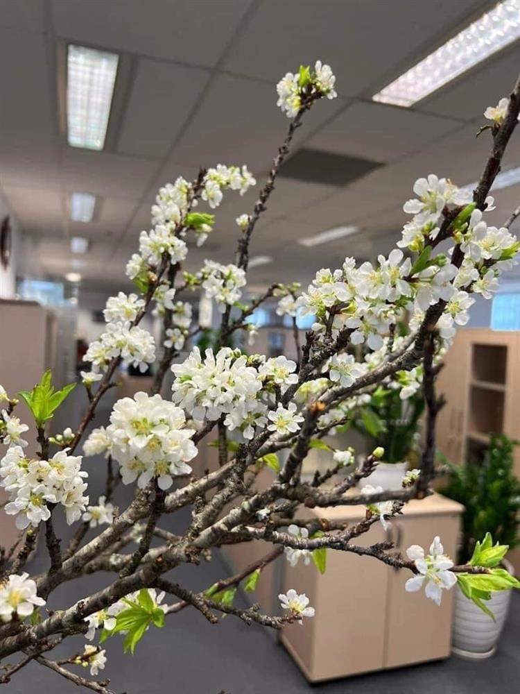 Cành củi khô bung nở hoa trắng muốt khoe sắc, chị em tấp nập đặt mua vì giá rẻ nhưng chiêm nghiệm được nhiều thứ trong cuộc sống-15