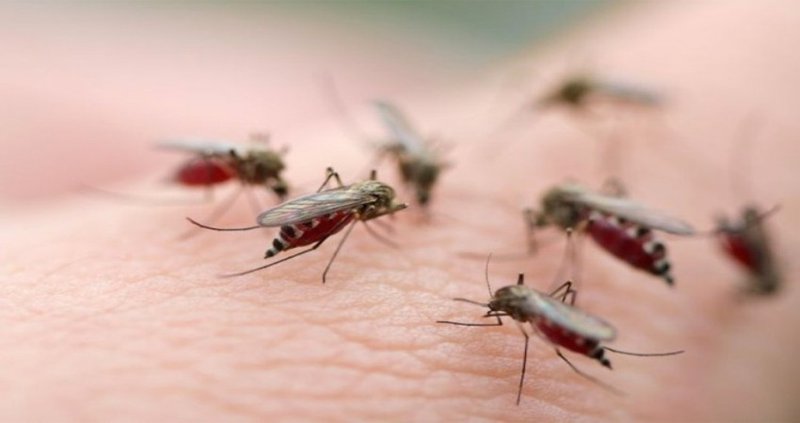 Những mẹo đơn giản và tiết kiệm giúp diệt sạch muỗi trong phòng ngủ: Điện thoại cũng là công cụ rất hữu ích-1