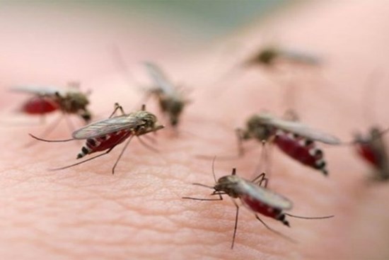 Những mẹo đơn giản và tiết kiệm giúp diệt sạch muỗi trong phòng ngủ: Điện thoại cũng là công cụ rất hữu ích