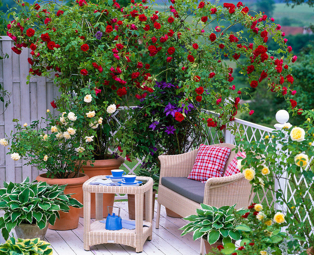 Ban công nhà giàu thường đặt 6 loại cây này để trấn giữ của cải, biến nguy thành an, mở đường cho tài vận-4