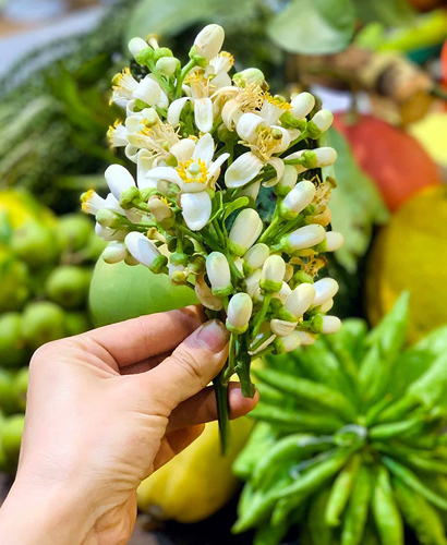 Lùng khắp vườn quê mua loài hoa trắng muốt, thơm lừng bán thu tiền triệu-2