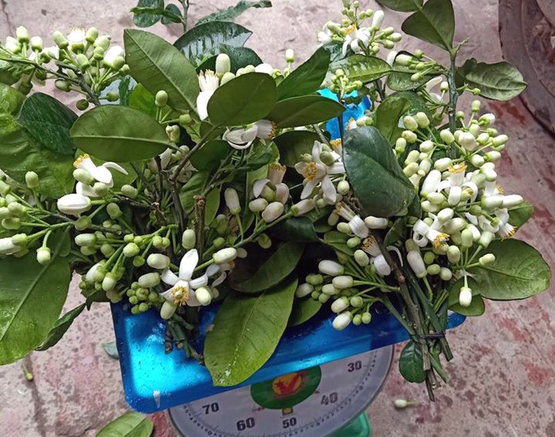 Lùng khắp vườn quê mua loài hoa trắng muốt, thơm lừng bán thu tiền triệu-3