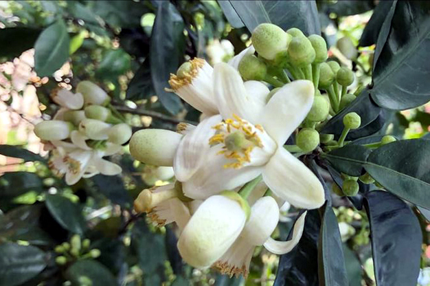 Lùng khắp vườn quê mua loài hoa trắng muốt, thơm lừng bán thu tiền triệu-4