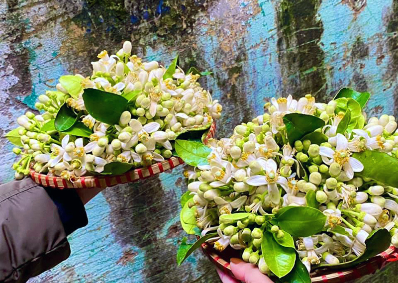 Lùng khắp vườn quê mua loài hoa trắng muốt, thơm lừng bán thu tiền triệu-5