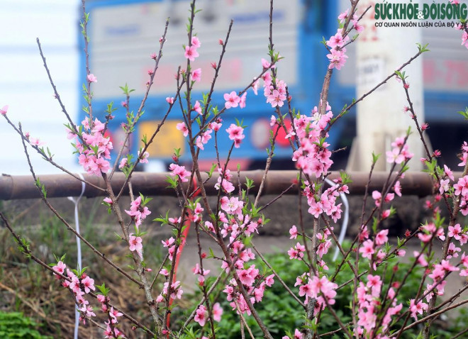 Chuyện lạ: Hoa đào, mai trắng vẫn nở rộ, bày bán đầu tháng 3 ở Hà Nội-3