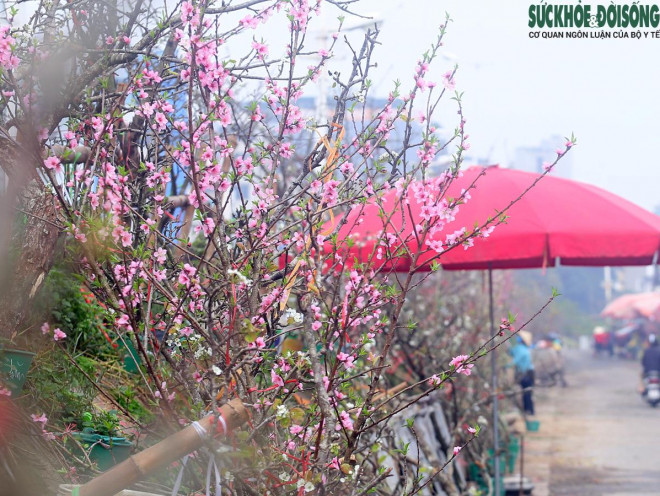 Chuyện lạ: Hoa đào, mai trắng vẫn nở rộ, bày bán đầu tháng 3 ở Hà Nội-4