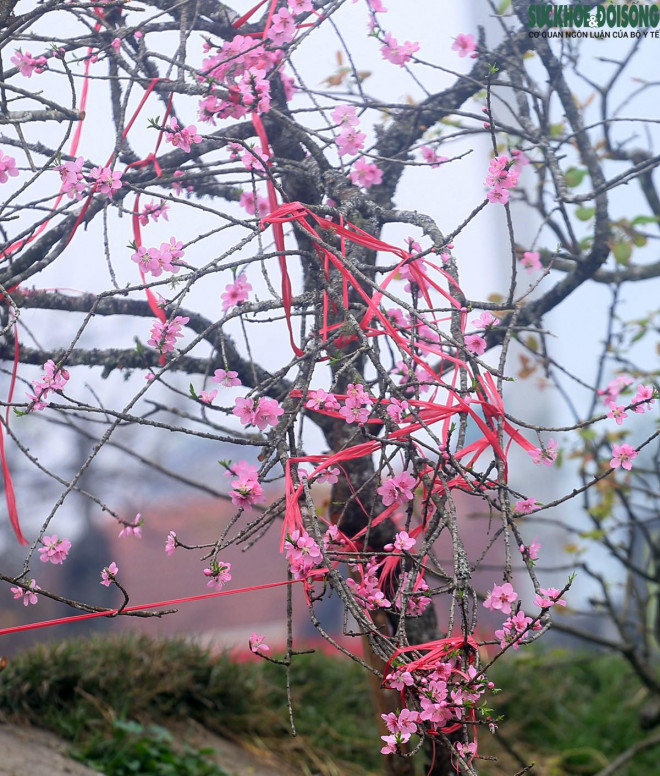 Chuyện lạ: Hoa đào, mai trắng vẫn nở rộ, bày bán đầu tháng 3 ở Hà Nội-5