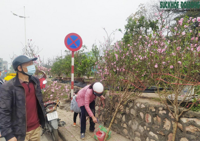 Chuyện lạ: Hoa đào, mai trắng vẫn nở rộ, bày bán đầu tháng 3 ở Hà Nội-7