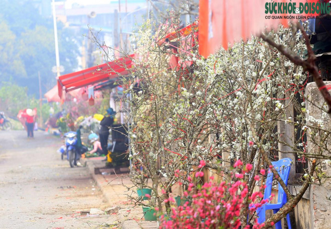 Chuyện lạ: Hoa đào, mai trắng vẫn nở rộ, bày bán đầu tháng 3 ở Hà Nội-8