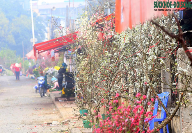 Chuyện lạ: Hoa đào, mai trắng vẫn nở rộ, bày bán đầu tháng 3 ở Hà Nội-8