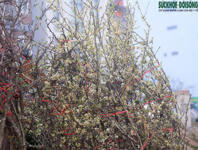Chuyện lạ: Hoa đào, mai trắng vẫn nở rộ, bày bán đầu tháng 3 ở Hà Nội-10