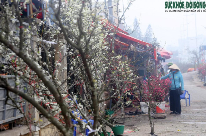 Chuyện lạ: Hoa đào, mai trắng vẫn nở rộ, bày bán đầu tháng 3 ở Hà Nội-11