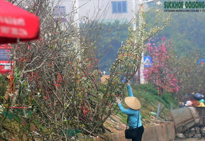 Chuyện lạ: Hoa đào, mai trắng vẫn nở rộ, bày bán đầu tháng 3 ở Hà Nội-9