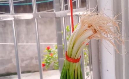 Hành lá treo cửa sổ: Mẹo nhỏ uy lực nhưng nhiều người không biết-5