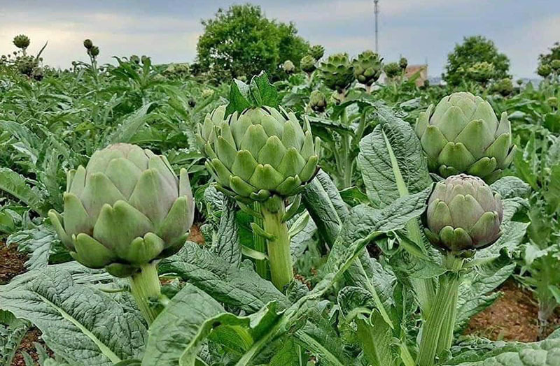 Sắp 8/3, hoa màu xanh to như bắp cải, bán cả cân giá đắt như thịt bò Mỹ-2