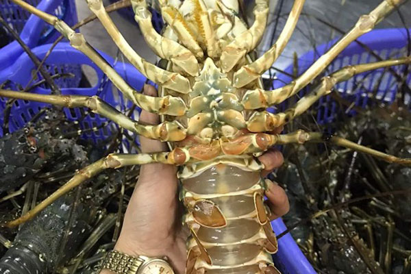 Hơn 50 triệu đồng/con tôm hùm xanh ngọc bích cực hiếm bán ở TPHCM-3