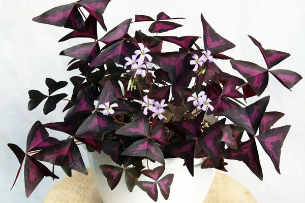 4 loại cây trồng trong vườn nhà, tài lộc vượng phát, kéo dài vận may cả chục năm, có nhà thì phải trồng một cây-6