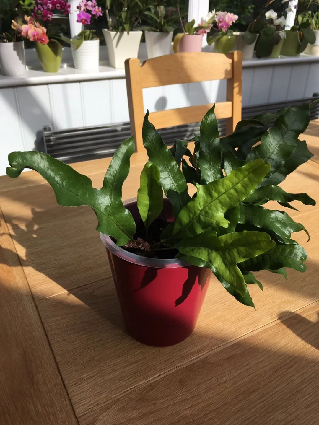 4 cây cảnh tuyệt đẹp không thể bỏ qua, trồng ở nơi thiếu sáng nhất trong nhà vẫn xanh tốt-2