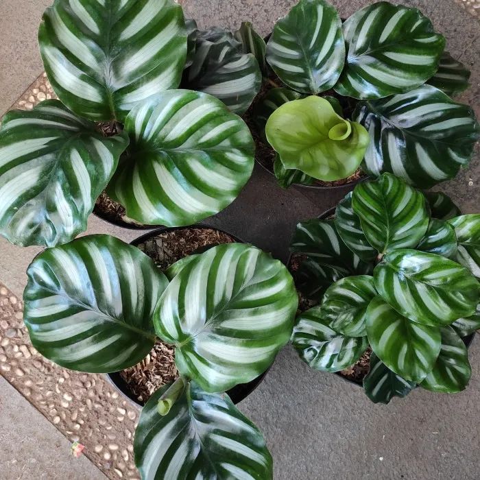 4 cây cảnh tuyệt đẹp không thể bỏ qua, trồng ở nơi thiếu sáng nhất trong nhà vẫn xanh tốt-3