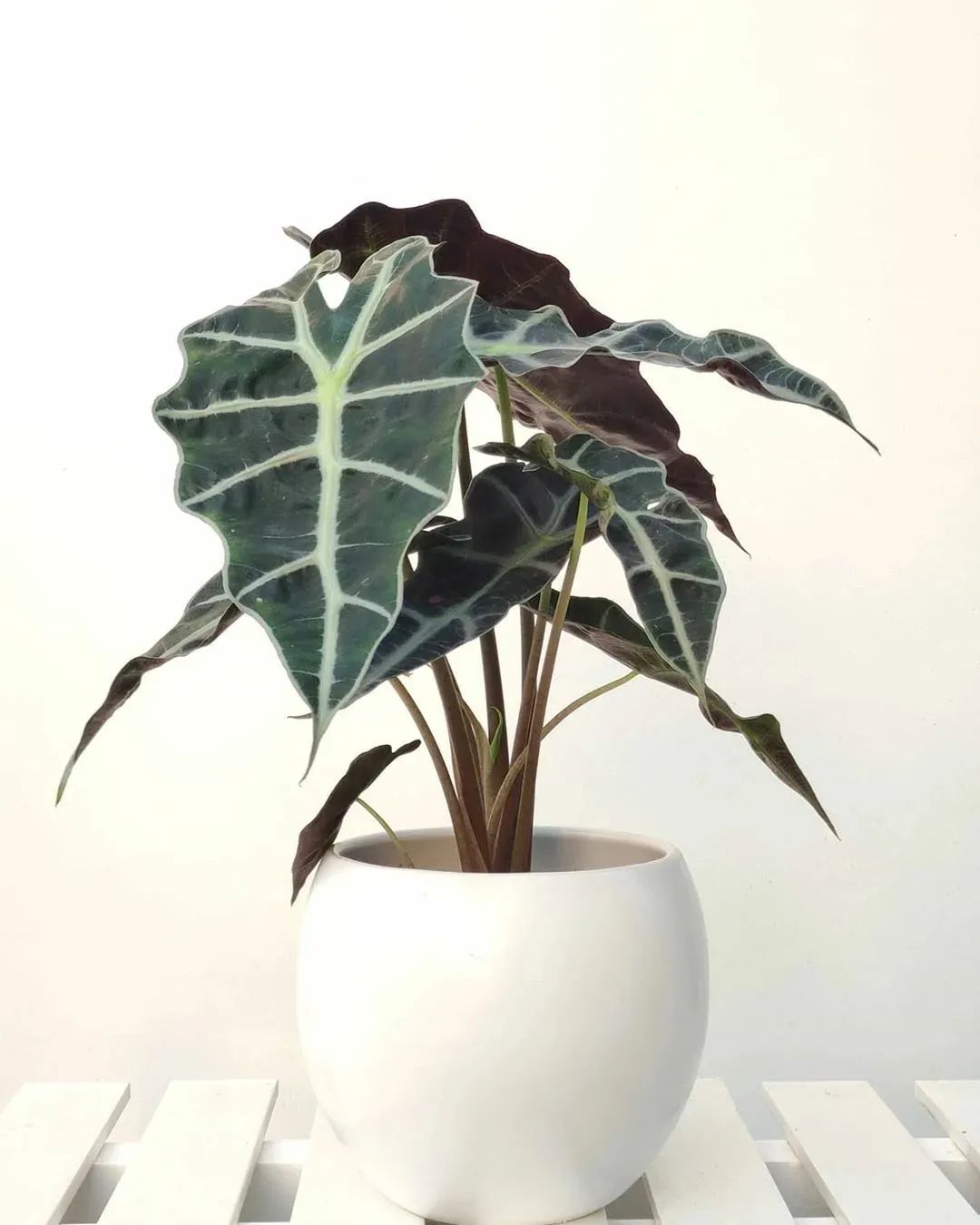 4 cây cảnh tuyệt đẹp không thể bỏ qua, trồng ở nơi thiếu sáng nhất trong nhà vẫn xanh tốt-6