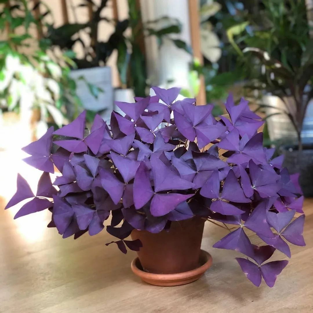 4 cây cảnh tuyệt đẹp không thể bỏ qua, trồng ở nơi thiếu sáng nhất trong nhà vẫn xanh tốt-9