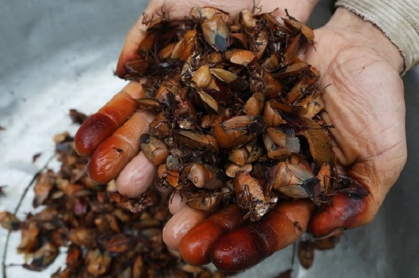 Loại côn trùng hôi hám trở thành đặc sản, dân nhậu lùng mua với giá nửa triệu đồng/kg-1