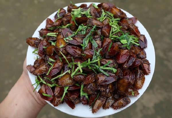 Loại côn trùng hôi hám trở thành đặc sản, dân nhậu lùng mua với giá nửa triệu đồng/kg-2