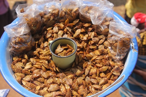 Loại côn trùng hôi hám trở thành đặc sản, dân nhậu lùng mua với giá nửa triệu đồng/kg-3