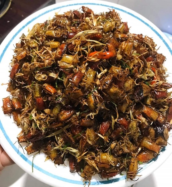 Loại côn trùng hôi hám trở thành đặc sản, dân nhậu lùng mua với giá nửa triệu đồng/kg-5