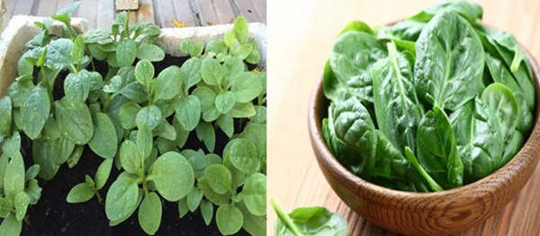 Mồng tơi phun chất kích thích 10 tiếng vươn dài ra gần 30cm sẽ có đặc điểm này ở thân, bà nội trợ cần tránh xa-2