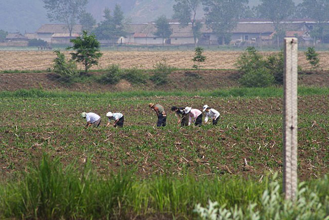 Lần đầu đến nhà trai đã phải ra đồng làm ruộng, nấu cơm, rửa 2 mâm, tôi cố tình đập vỡ bát, phản ứng của bạn trai và mẹ bạn trai trái ngược-1