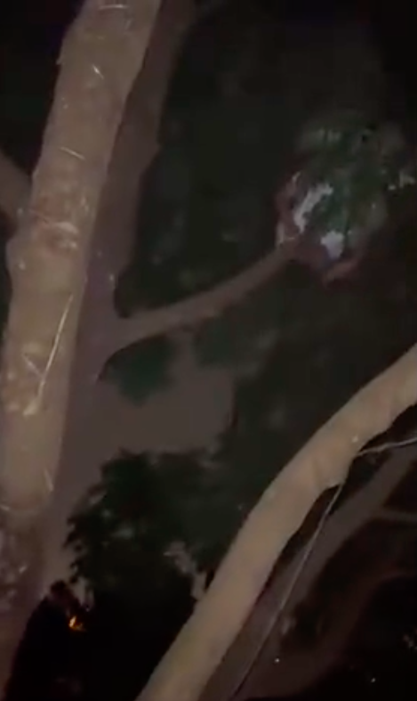 Nửa đêm nghe tiếng động lạ, chủ nhà cầm gậy kiểm tra nhưng lập tức khiếp sợ chạy thục mạng, lúc check camera vẫn run-3