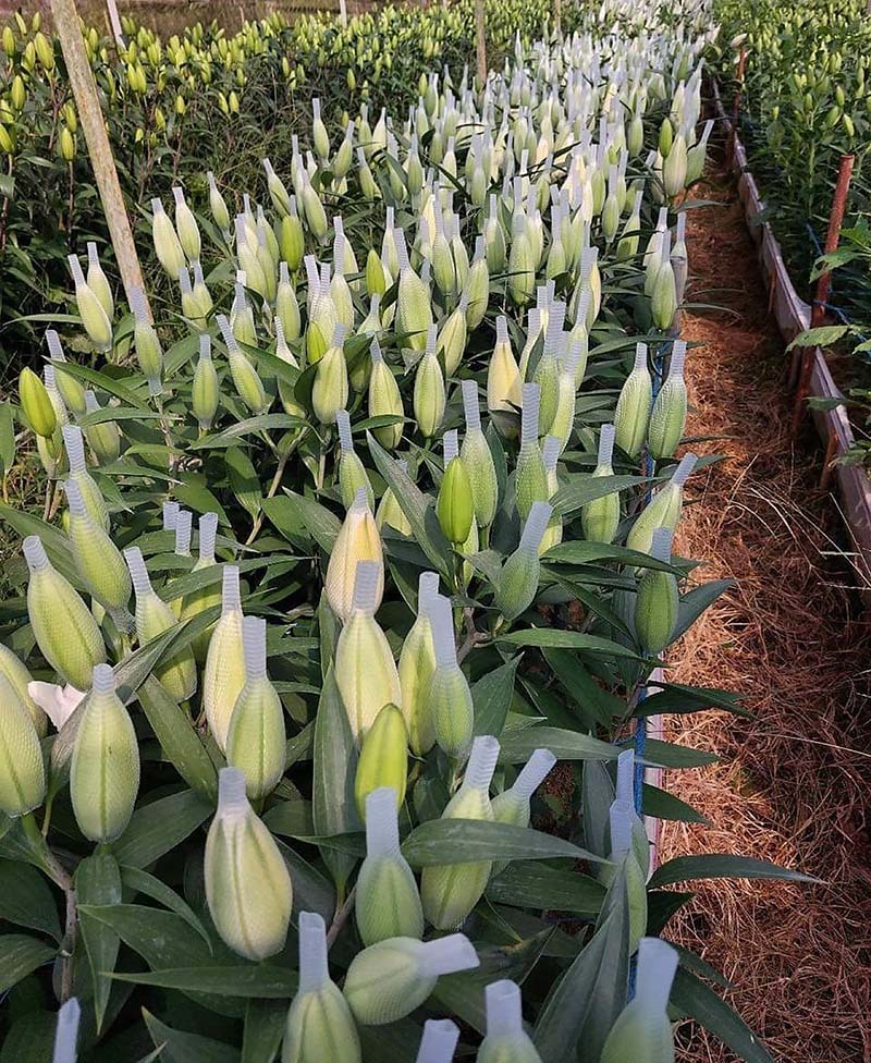 Đắt khét chợ hoa ngày 8/3, ly kép giá tiền triệu vẫn ‘cháy hàng’-2