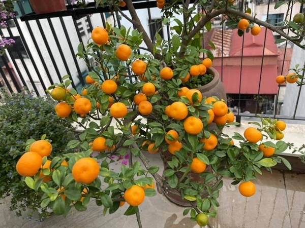 Sửng sốt với không gian quê trong phố tại cơ ngơi bạc tỷ của ca sĩ Trọng Tấn-12