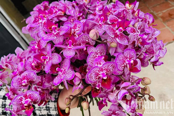 Loại hoa rừng Tây Bắc xuống phố Hà Nội 150 nghìn/kg ‘xếp hàng’ mua để... ăn-4