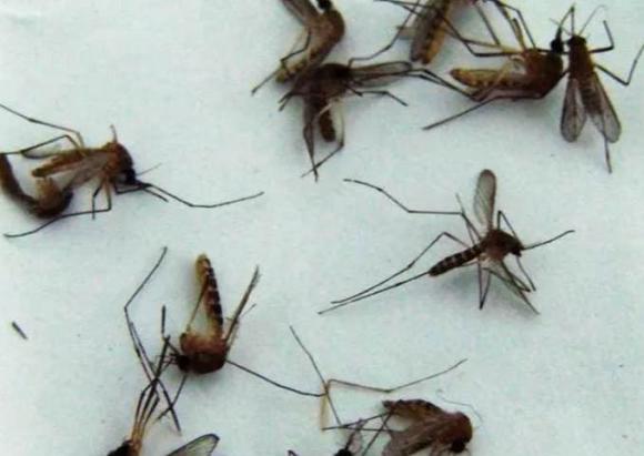 Sử dụng baking soda tốt hơn hương muỗi, an toàn và không độc hại, muỗi sẽ không đến đốt bạn suốt đêm nữa-1