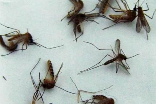 Sử dụng baking soda tốt hơn hương muỗi, an toàn và không độc hại, muỗi sẽ không đến đốt bạn suốt đêm nữa